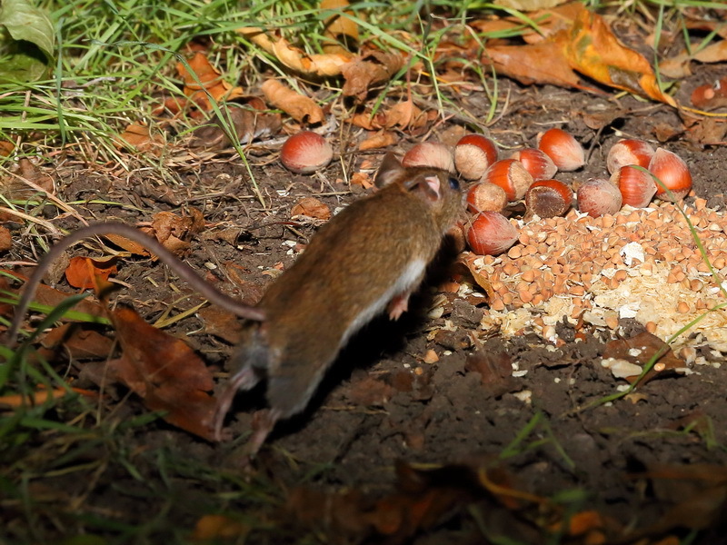 Желтогорлая мышь (Sylvaemus flavicollis)