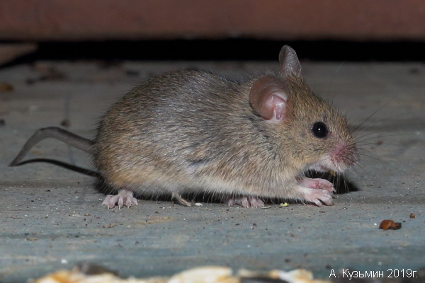 Домовая мышь (Mus musculus)