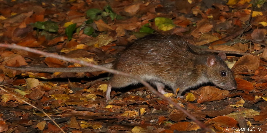 Серая крыса (пасюк) (Rattus norvegicus)