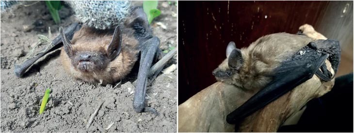 В фауне России обнаружен новый вид летучей мыши