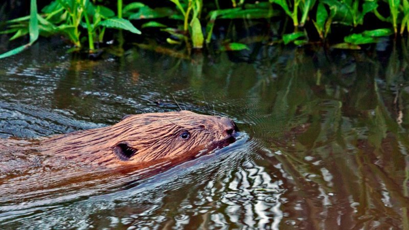 Международный симпозиум по бобрам