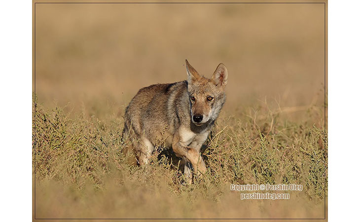 Волки без границ: конференция по экологии и управлению популяциями волка. 7-11 мая 2023 г., Стокгольм, Швеция.