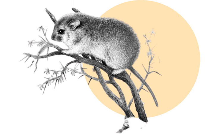 Сайт журнала Селевиния