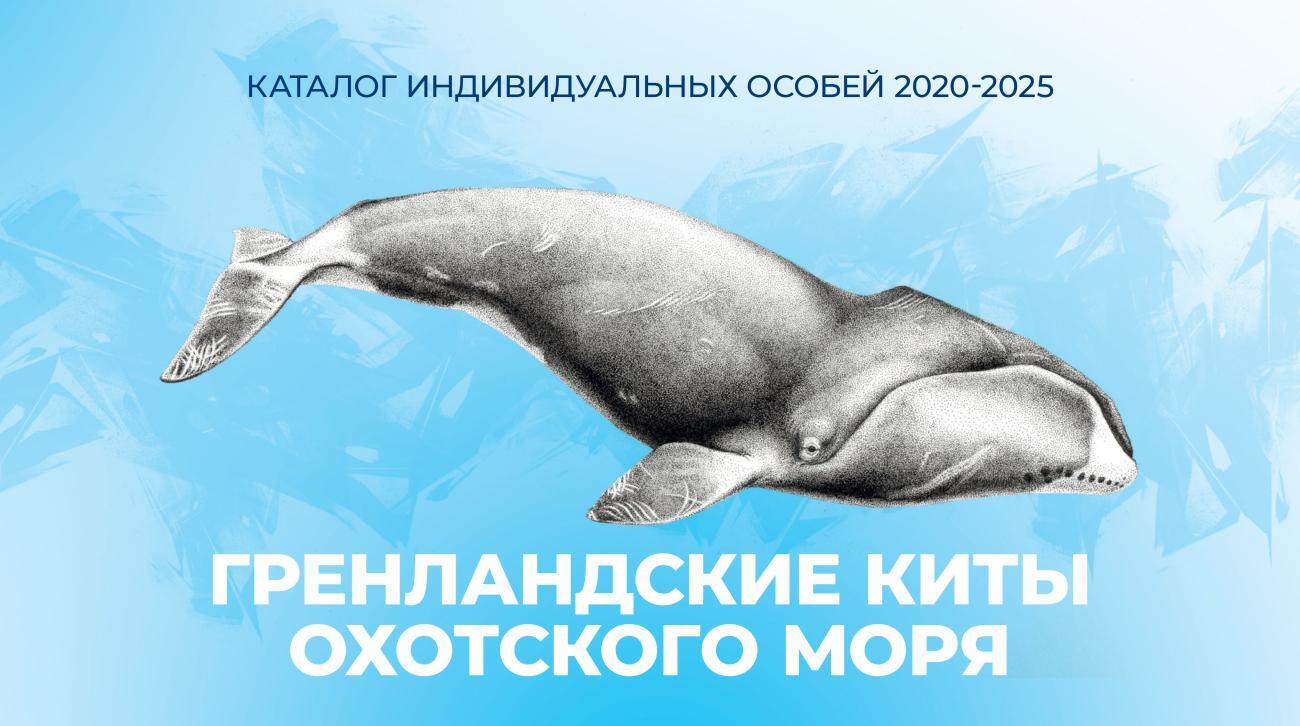 Гренландские киты Охотского моря