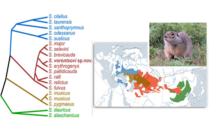 The study of the relationships of the sousliks of the Palearctic has led to an increase in the number of species of the genus and the description of a new species