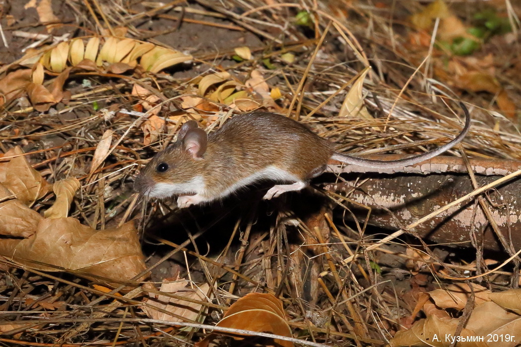 Мыши живущие в лесу. Желтогорлая мышь. Apodemus uralensis. Лесная мышь (Sylvaemus sylvaticus). Sylvaemus uralensis.